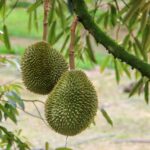 Cara Tanam Dan Semai Biji Pokok Durian2