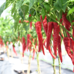 Bancian Pertanian 2025 Bancian sektor pertanian