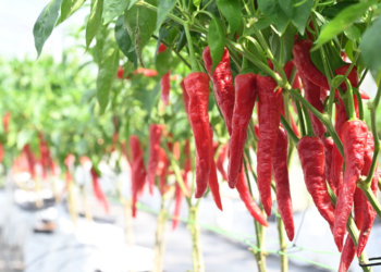 Bancian Pertanian 2025