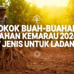 Pokok Buah-Buahan Tahan Kemarau 2026: 7 Jenis untuk Ladang