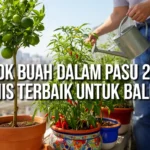 Pokok Buah Dalam Pasu 2026: 5 Jenis Terbaik untuk Balkoni Pokok Buah Dalam Pasu 2026: 5 Jenis Terbaik untuk Balkoni