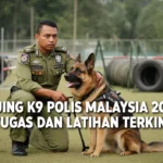 Anjing K9 Polis Malaysia 2026: Tugas dan Latihan Terkini